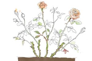 Example of how to prune roses 1