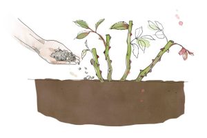 Example of how to prune roses 3