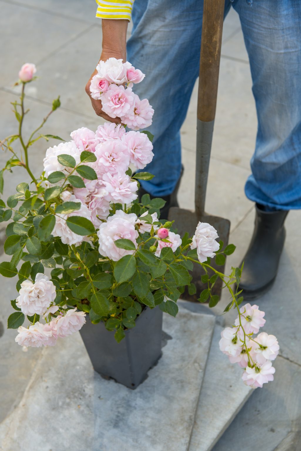 Greening your garden with roses - Roses4Gardens